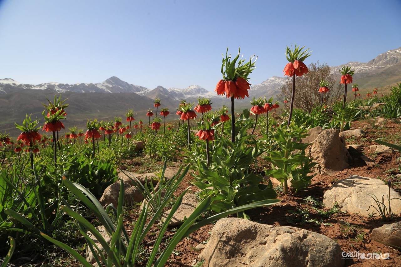 شکوفائی دشت لاله های واژگون شهرستان کوهرنگ در استان چهار محال و بختیاری شکوفائی دشت لاله های واژگون شهرستان کوهرنگ در استان چهار محال و بختیاری