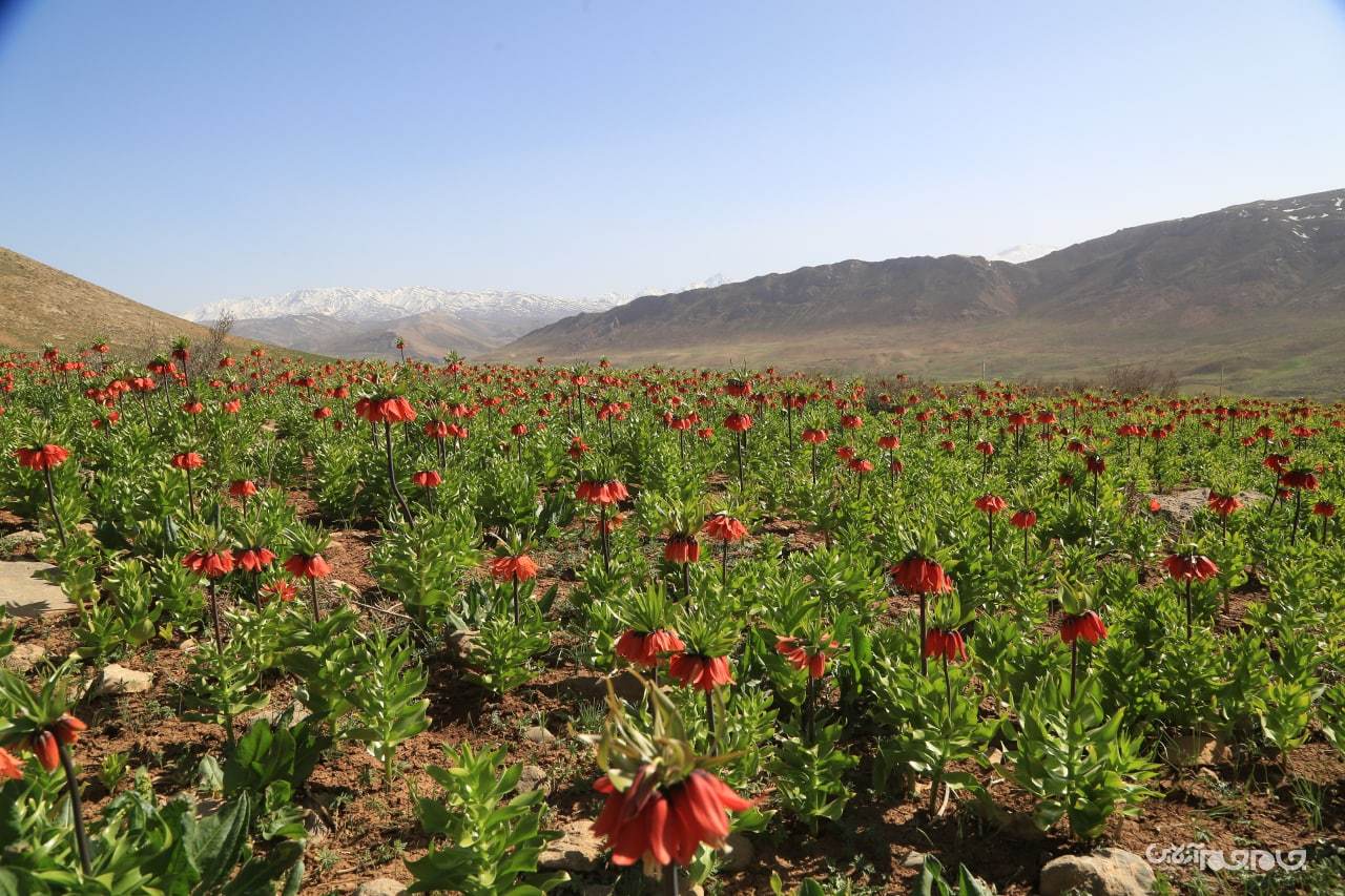 شکوفائی دشت لاله های واژگون شهرستان کوهرنگ در استان چهار محال و بختیاری شکوفائی دشت لاله های واژگون شهرستان کوهرنگ در استان چهار محال و بختیاری