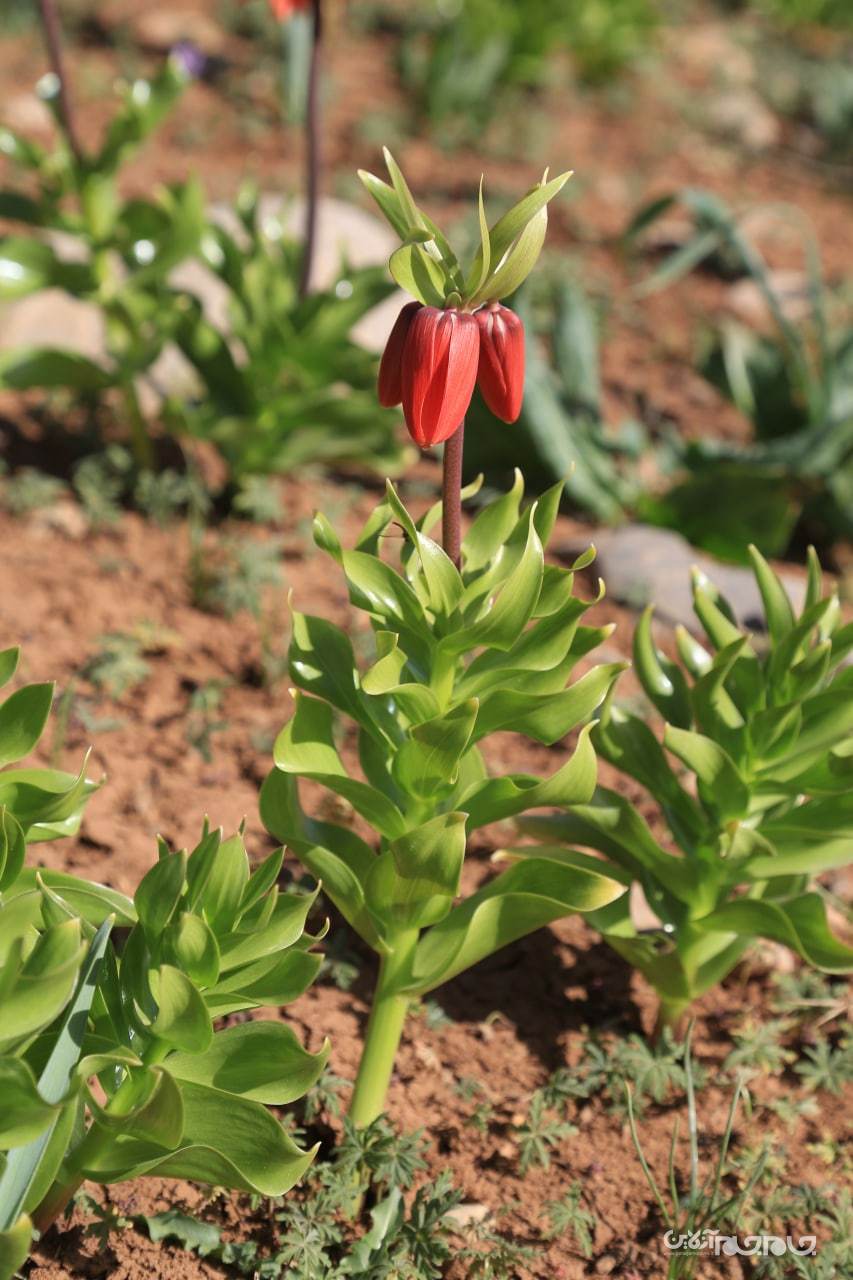 شکوفائی دشت لاله های واژگون شهرستان کوهرنگ در استان چهار محال و بختیاری شکوفائی دشت لاله های واژگون شهرستان کوهرنگ در استان چهار محال و بختیاری