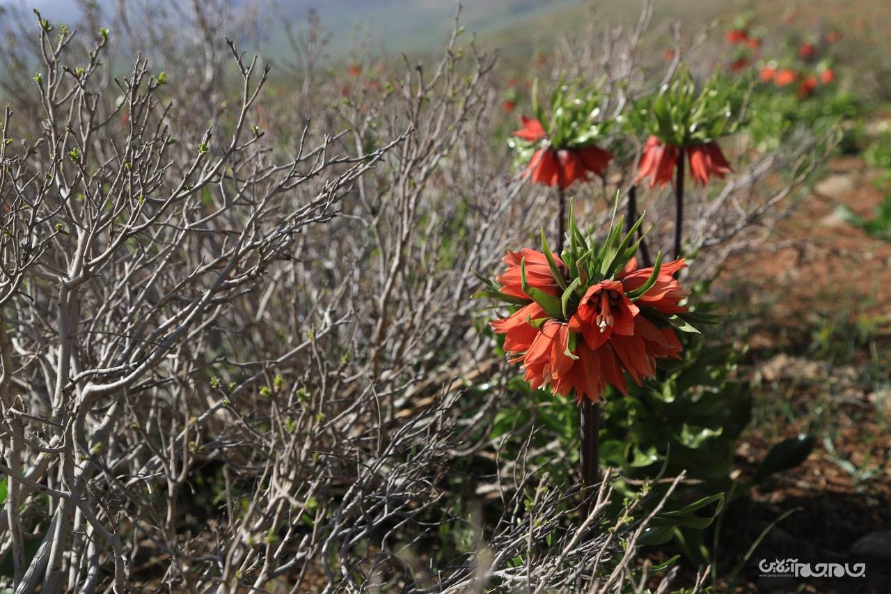شکوفائی دشت لاله های واژگون شهرستان کوهرنگ در استان چهار محال و بختیاری شکوفائی دشت لاله های واژگون شهرستان کوهرنگ در استان چهار محال و بختیاری