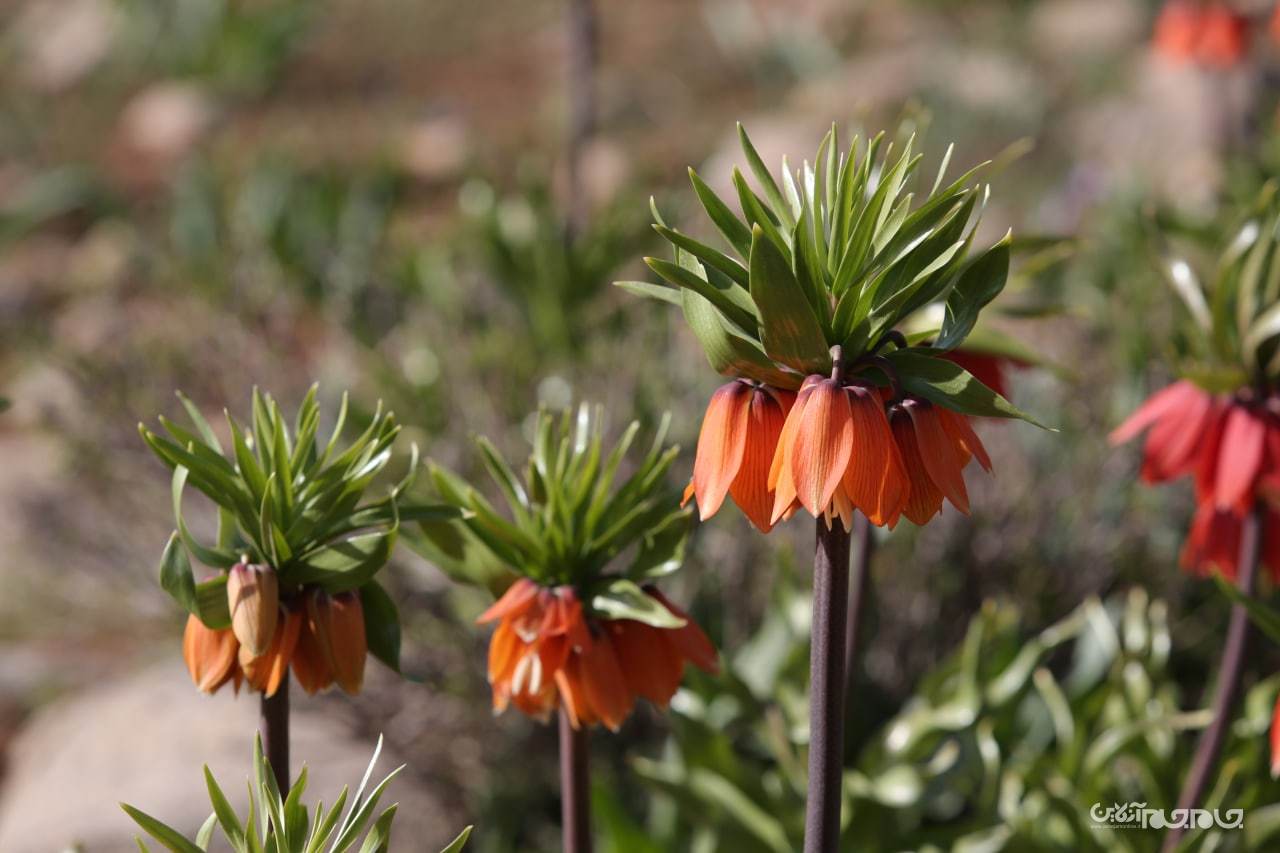 شکوفائی دشت لاله های واژگون شهرستان کوهرنگ در استان چهار محال و بختیاری شکوفائی دشت لاله های واژگون شهرستان کوهرنگ در استان چهار محال و بختیاری