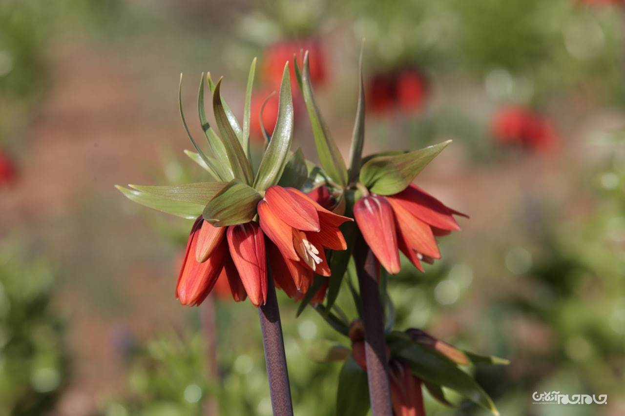 شکوفائی دشت لاله های واژگون شهرستان کوهرنگ در استان چهار محال و بختیاری شکوفائی دشت لاله های واژگون شهرستان کوهرنگ در استان چهار محال و بختیاری