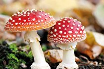 قارچ‌ ها با هم حرف می‌زنند!