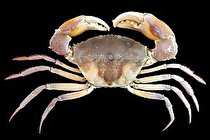 ایران، گهواره تنوع زیستی (+عکس)