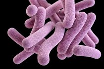 آشنایی با سویه های مختلف «سل»