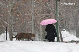 گزارش تصویری | بارش برف در تهران