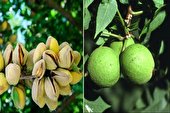 خرید بهترین ارقام نهال گردو و بادام دیرگل با بازدهی تجاری میلیاردی!