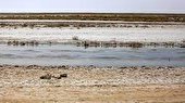 خسارت ۹ هزار میلیارد تومانی خشکی تالاب گاوخونی