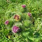 این گیاه قاتل سنگ کلیه است