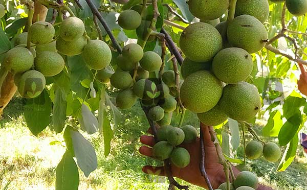 معرفی و فروش انواع نهال گردوی پربار سردسیری و گرمسیری معرفی و فروش انواع نهال گردوی پربار سردسیری و گرمسیری