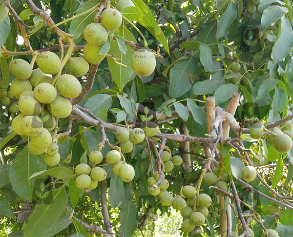 معرفی و فروش انواع نهال گردوی پربار سردسیری و گرمسیری معرفی و فروش انواع نهال گردوی پربار سردسیری و گرمسیری