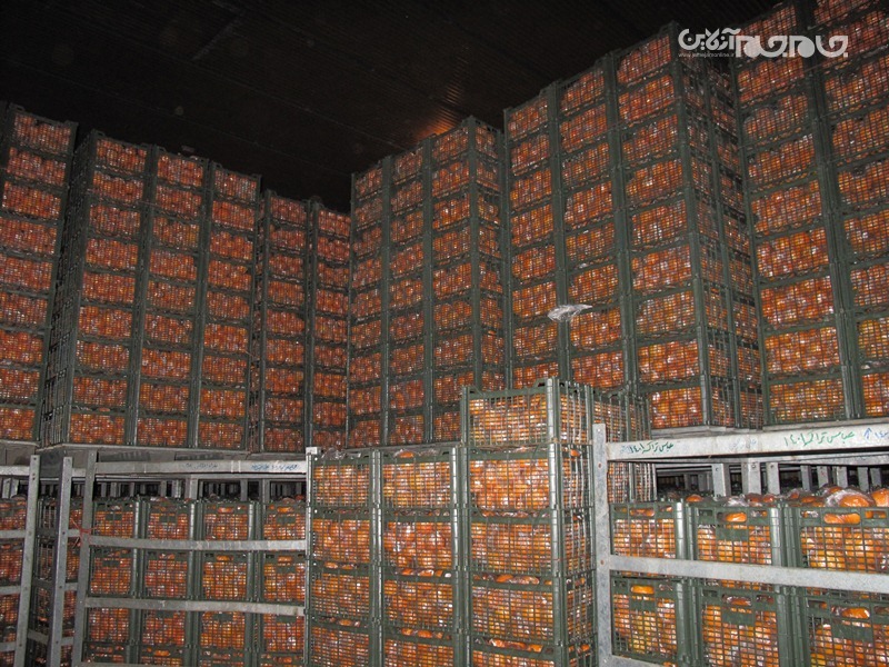 ذخیره و توزیع 450 تن میوه شب عید در نوروز 1402 ذخیره و توزیع 450 تن میوه شب عید در نوروز 1402