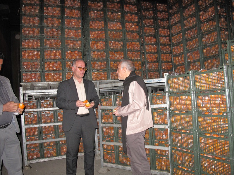 ذخیره و توزیع 450 تن میوه شب عید در نوروز 1402 ذخیره و توزیع 450 تن میوه شب عید در نوروز 1402