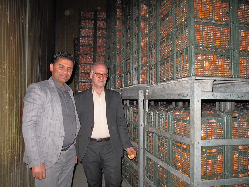 ذخیره و توزیع 450 تن میوه شب عید در نوروز 1402 ذخیره و توزیع 450 تن میوه شب عید در نوروز 1402