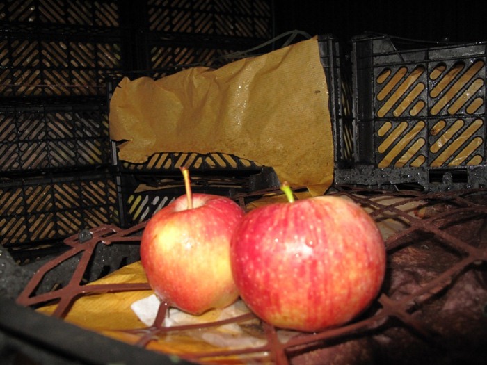 ذخیره و توزیع 450 تن میوه شب عید در نوروز 1402 ذخیره و توزیع 450 تن میوه شب عید در نوروز 1402