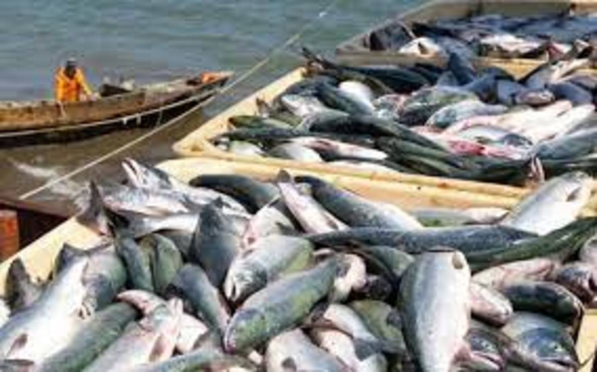 صید انواع تن ماهیان در آب‌های دور هرمزگان امسال ۲۰ درصد بیشتر از مدت مشابه پارسال است.