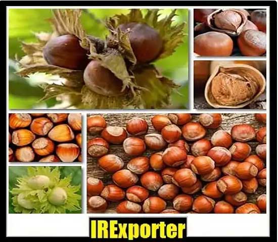 Iran hazelnut exporter exchange