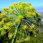 کاشت گیاه دارویی «آنغوزه» برای نخستین‌بار در بهار