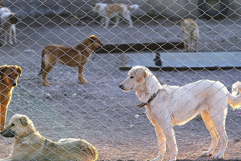 اجرای طرح ضربتی جمع‌آوری سگ‌های ولگرد در منطقه ۱۰ اصفهان