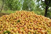 ابرکوه از شهرستان های پیشرو در زمینه تولید کود و کشاورزی می باشد