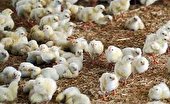 پرورش ۱۰هزار قطعه جوجه در هر دوره ایستگاه اصلاح نژادی مرغ بومی در یزد