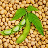 سرطان معده را با این خوراکی از خود دور کنید