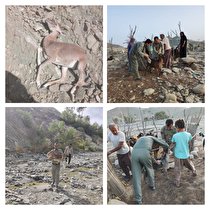 تلفات جدید قوچ ومیش در شهرستان بشاگرد