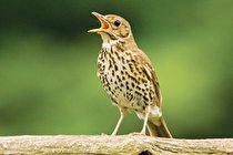 فراتر از ملودی