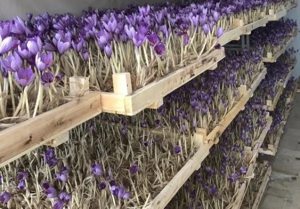 کشت گلخانه ای زعفران ( آیا کشت زعفران به اندازه تبلیات آن سود آور است؟ )