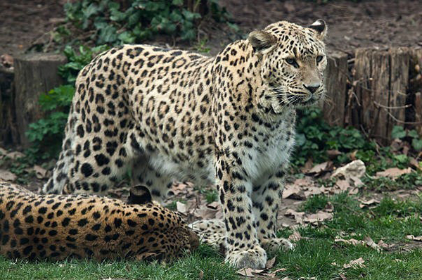 حیات وحش ایران در تنگنای بودجه حیات وحش ایران در تنگنای بودجه