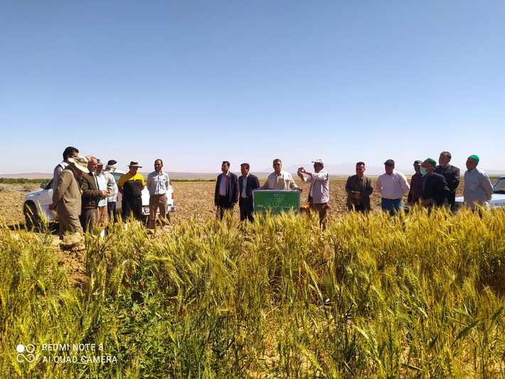 مدیر جهاد کشاورزی شهرستان خوشاب از انتخاب بهترین رقم گندم آبی در اراضی باEC بالای ۶۰۰۰ در این شهرستان خبر داد.