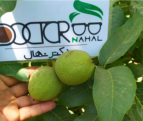 با بهترین نهال گردو مناسب مناطق معتدل آشنا شوید