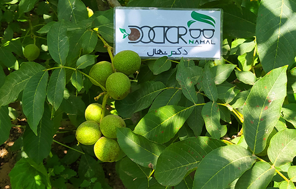 با بهترین نهال گردو مناسب مناطق معتدل آشنا شوید