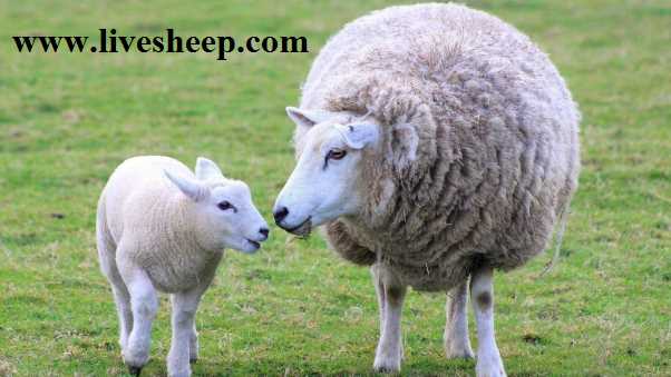 5 روش اطمینان از سلامت گوسفند زنده
