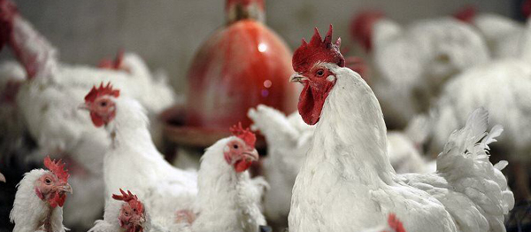 قیمت مرغ زنده اعلام شد | قیمت مرغ زنده 10 تیر 1401 قیمت مرغ زنده اعلام شد | قیمت مرغ زنده 10 تیر 1401