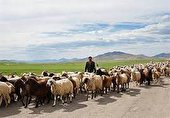 مشکلات فراوان  دامداران استان در پی خشکسالی های اخیر