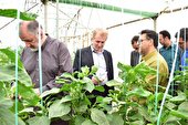 یزد ،الگوی کشت گلخانه ای برای کشاورزان کشور است