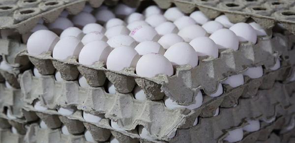 قیمت تخم مرغ در بازار | قیمت تخم مرغ کمتر از نرخ مصوب