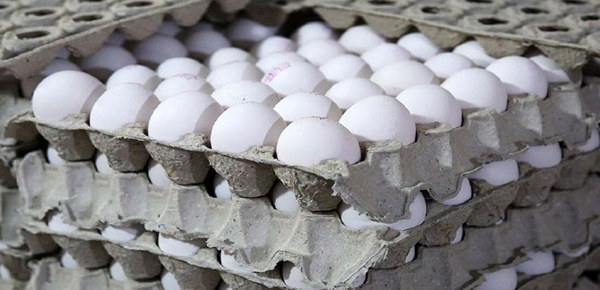 قیمت تخم مرغ قیمت تخم مرغ