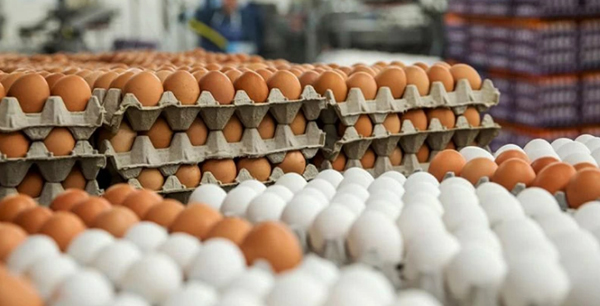 قیمت تخم مرغ در بازار چند؟ | قیمت تخم مرغ 21 تیر 1401 قیمت تخم مرغ در بازار چند؟ | قیمت تخم مرغ 21 تیر 1401