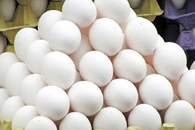 قیمت تخم مرغ در بازار | قیمت تخم مرغ کمتر از نرخ مصوب