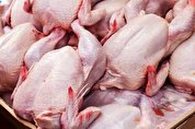 قیمت مرغ در بازار | قیمت مرغ افزایش یافت
