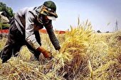 کشاورزان  ایلامی با وجود بروز خشکسالی  نسبت به پرداخت زکات  اهتمام جدی دارند