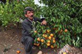 ببینید | کشاورزی که باید وزیر میشد!