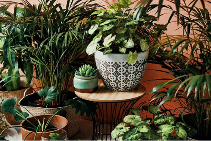 خرید انواع گیاهان آپارتمانی باید با توجه به موارد مختلفی انجام بگیرد تا طول عمر گیاهان افزایش یافته و از سرسبزی آنها کاسته نشود.