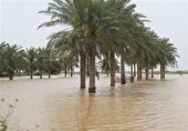 800میلیارد تومان خسارت مونسون به نخلداران