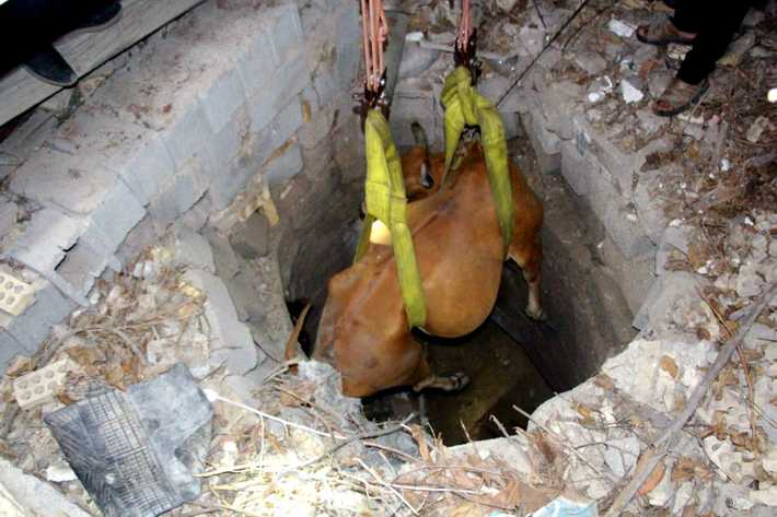نجات گاو باردار از چاه ۶ متری در بندرعباس