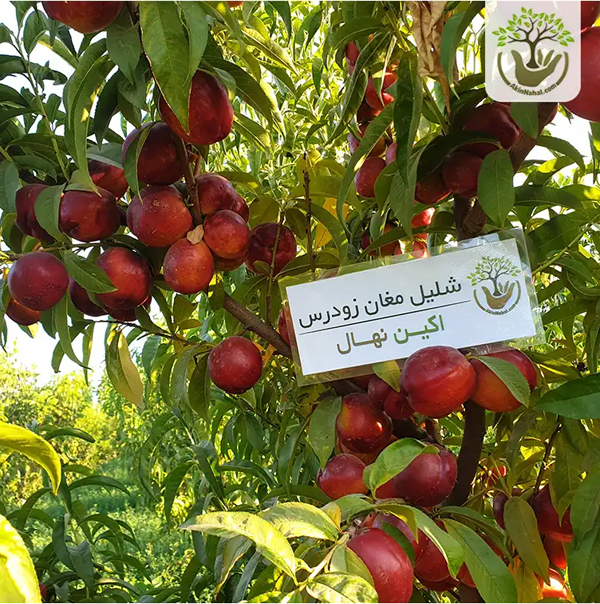 درختان مقاوم به کم آبی و خشکی نهال میوه مقاوم به کم آبی