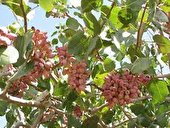 دستگیری باند خانوادگی سرقت پسته در اردکان