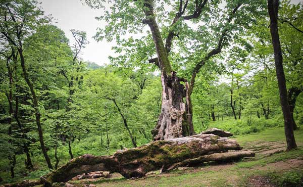 شیوع 75 نوع آفت در هیرکانی | منابعطبیعی و محیطزیست در خواب شیوع 75 نوع آفت در هیرکانی | منابعطبیعی و محیطزیست در خواب